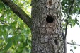ent