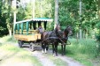 niegalop