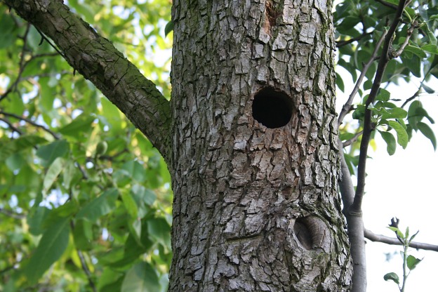 ent