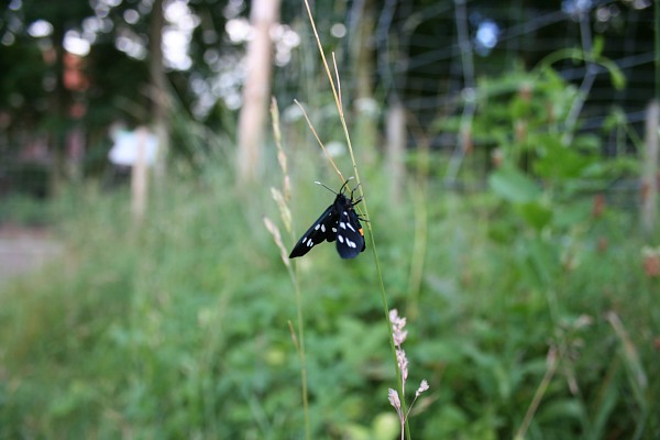 pan_motyl